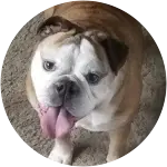 June, the Emglish Bulldog in this image is standing on what seems to be a carpet or on a ground pavement has been diagnosed with brachycephalic airway syndrome.