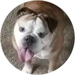 June, the Emglish Bulldog in this image is standing on what seems to be a carpet or on a ground pavement has been diagnosed with brachycephalic airway syndrome.