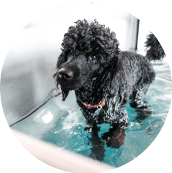 A wet black poodle in a hydrotherapy pool during physical therapy, showcasing alternative therapeutic treatments that may be covered by comprehensive pet insurance plans.