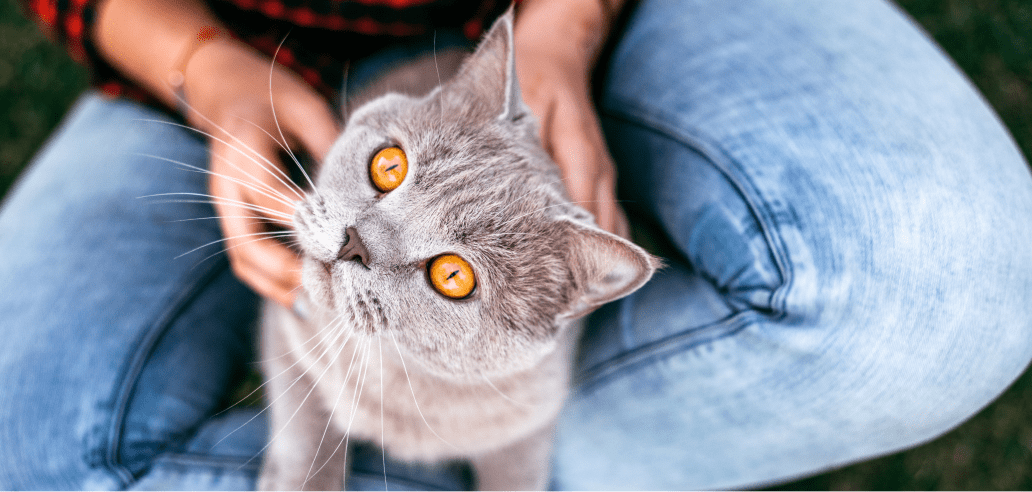 A person in jeans gently cradles an adorable gray British Shorthair cat with striking bright orange eyes