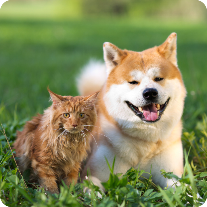 A smiling cream-colored Shiba Inu dog rests alongside a brown tabby cat in lush green grass, their peaceful companionship demonstrating the importance of proper pet healthcare, including potential parvo treatments which can cost thousands of dollars if not prevented through proper vaccination.