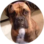 A boxer dog named Jackson who looks so innocent in this image ate a pound of old grapes that put him in the hospital. 