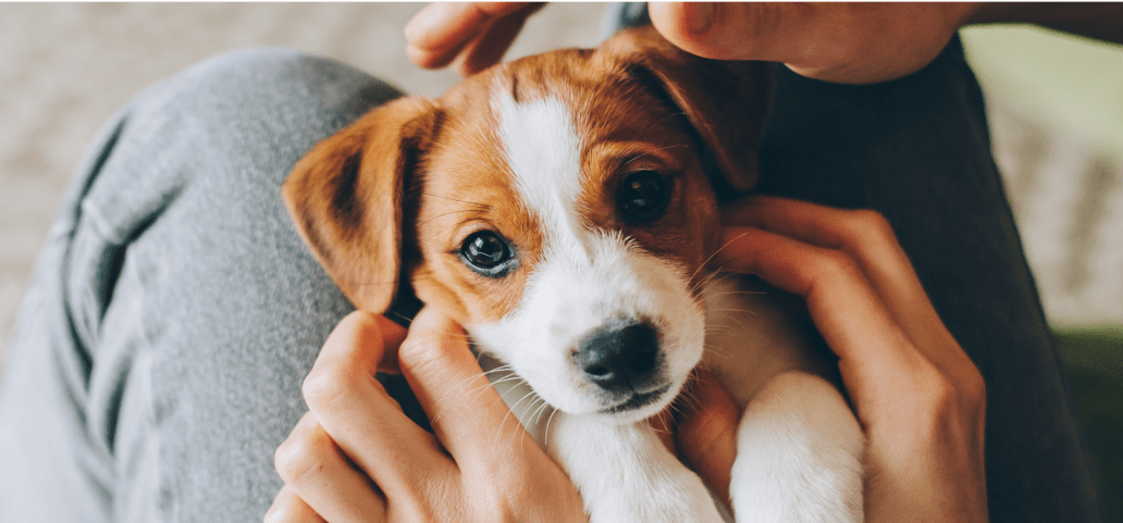 A puppy staring at its owner who is holding the treats and the camera. Meanwhile the puppy is behaving  while it is being assessed if it can be enrolled for pet insurance.