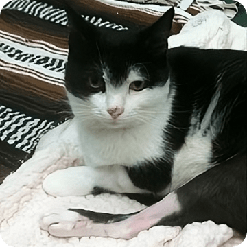 Squiggy, a black-and-white mixed-breed cat, rests after recovering from severe injuries sustained in a car accident, with a total vet bill of $12,169.00, of which $10,000.00 was reimbursed through Embrace pet insurance after covering the annual deductible and copay.