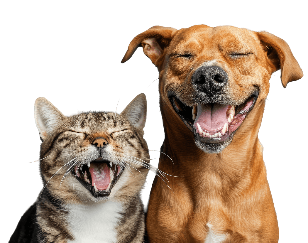 A dog and cat smiling because they know they are covered by pet insurance.