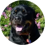 A cute chonky rottweiler posing in a background of flowers has been diagnosed with acute pancreatitis.