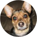 This chihuahua named Destino is looking straight at the camera while sitting on top of a brown couch. He has suffered from Luxating Patella after going through an unlucky jump. 