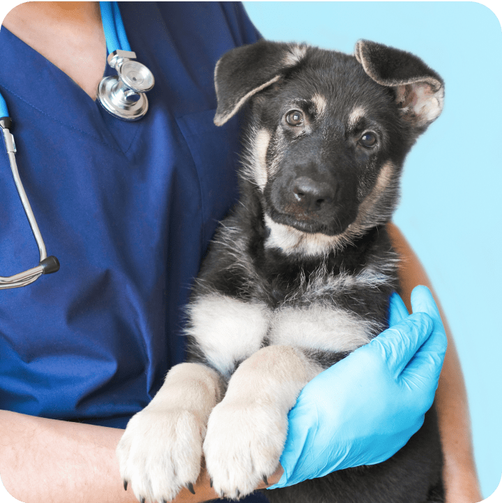 A veterinarian holds a puppy tenderly, reflecting the care and understanding needed when navigating common pet insurance terms and coverage options.