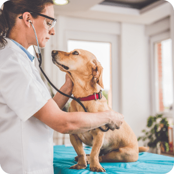 This small dog is lovingly looking at this veterinarian checking his health. 