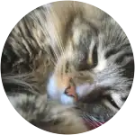 A tabby cat sleeping sideways has been hospitalized because of Recurring Bacterial Infection.