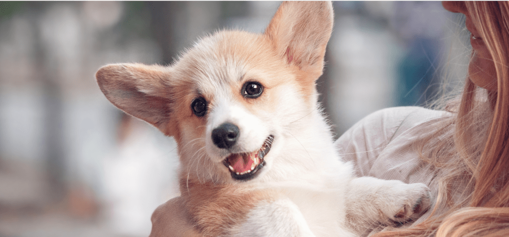 A puppy happily cradled by its owner knowing that it is set for life, with a dog insurance coverage set in plan just for him. 