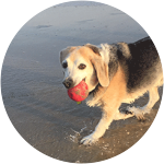 Jeter, the dog from the outer banks is holding a toy on his mouth while strolling along the beachsand.