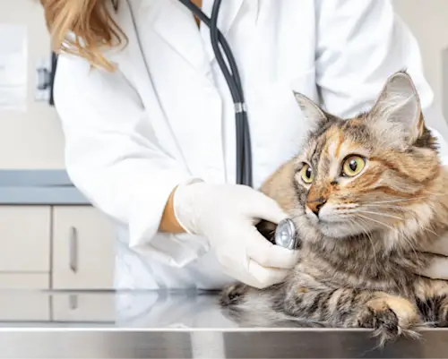 Veterinary Cat Examination