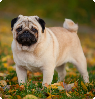 A respectful pug appreciating the beauty of falling leaves, with nothing to worry about hearing that his owner enrolled him to a pet insurance protecting his purebred nature and covering breed-specific health issue.