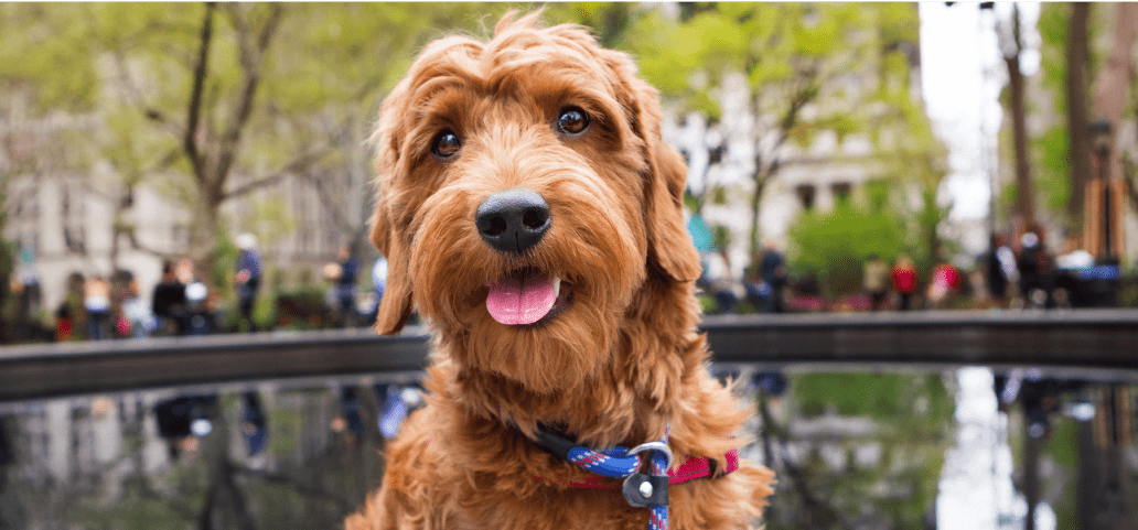 A dashingly happy brown adult dog with a fluffy coat and pink tongue out, looks like it is taking its selfie while standing in a park with trees and people in the background. 