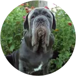 The Neopolitan Mastiff in the image posing against a background of flowers, had an ACL, or cruciant ligament tear after having too much fun and games.