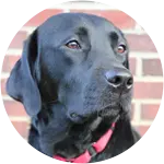 This black labrador retriever pup named Harry is looking so posh against this brick background, who had a miraculous recovery after swallowing socks and just almost anything. 