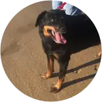 A rottweiler on the beachsand who is being held by her owner suffers from cranial cruciate ligament injury.