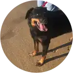 A rottweiler on the beachsand who is being held by her owner suffers from cranial cruciate ligament injury.