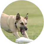 A Catahohoula Leopard Dog who seems to be pouncing on her toy in this imagegas been diagnosed with cranial cruciate ligament disease.