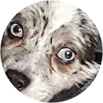 This unique colored fur dog in the image who is a miniature australian shepherd have a herniated disk. 