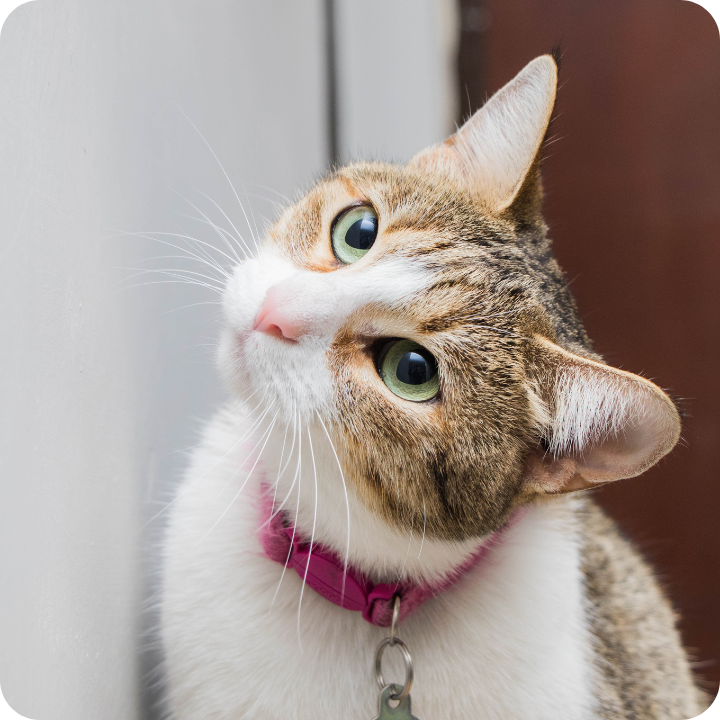 A curious tabby cat with striking green eyes and perked ears looks upward while wearing a pink collar, representing the attentiveness that might help owners spot early signs of ear infections - a common feline health issue typically covered by comprehensive pet insurance policies.