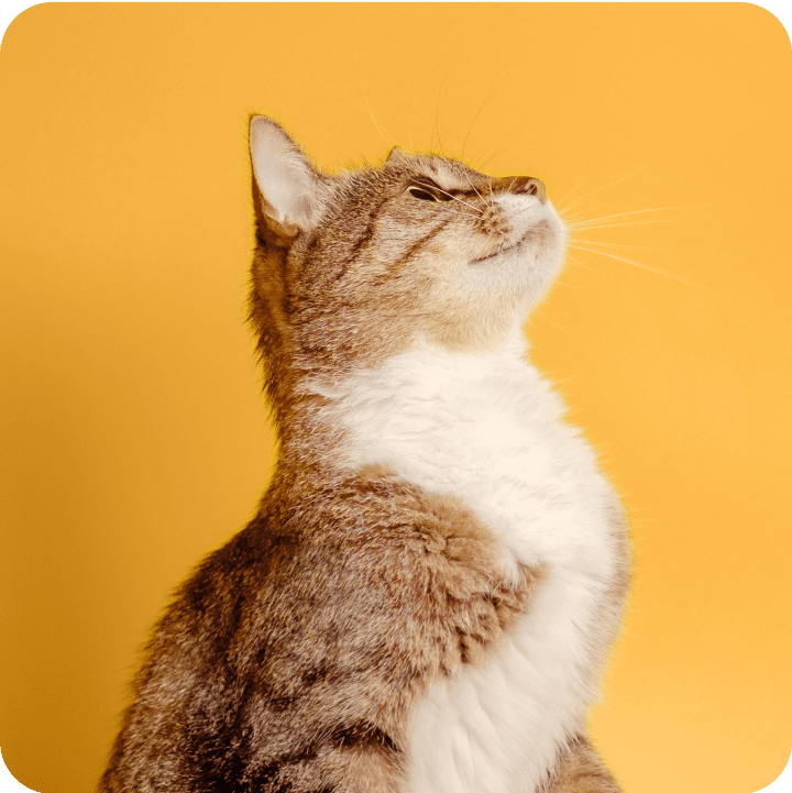  A curious cat looks up, symbolizing the clarity and guidance provided by understanding common pet insurance terms and coverage options.