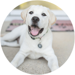 This yellow labrador retriever puppy named Stormtrooper is just as naughty as its name, who ate Ibuprofen, but luckily Embrace pet insurance is there to save the day.