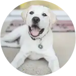 This yellow labrador retriever puppy named Stormtrooper is just as naughty as its name, who ate Ibuprofen, but luckily Embrace pet insurance is there to save the day.