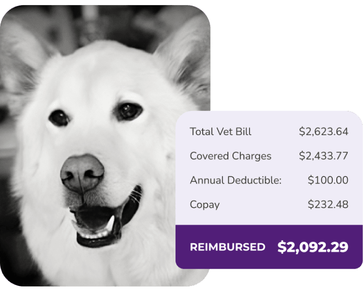 A close-up image of a smiling dog with a breakdown of veterinary costs beside it. This image illustrates the financial relief provided by dog insurance, showcasing coverage details and a significant reimbursement amount for pet owners.