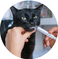 A black cat with green eyes being given liquid medication through an oral syringe, with one person's hand holding the cat while another administers the medicine, demonstrating proper pet medication techniques. A method used to treat illnesses in pets.