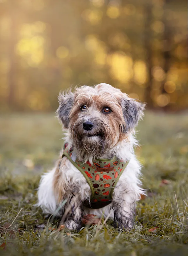 Hannibal - Collarfull – hundefoto fra Hundefotografi i Nordsjælland