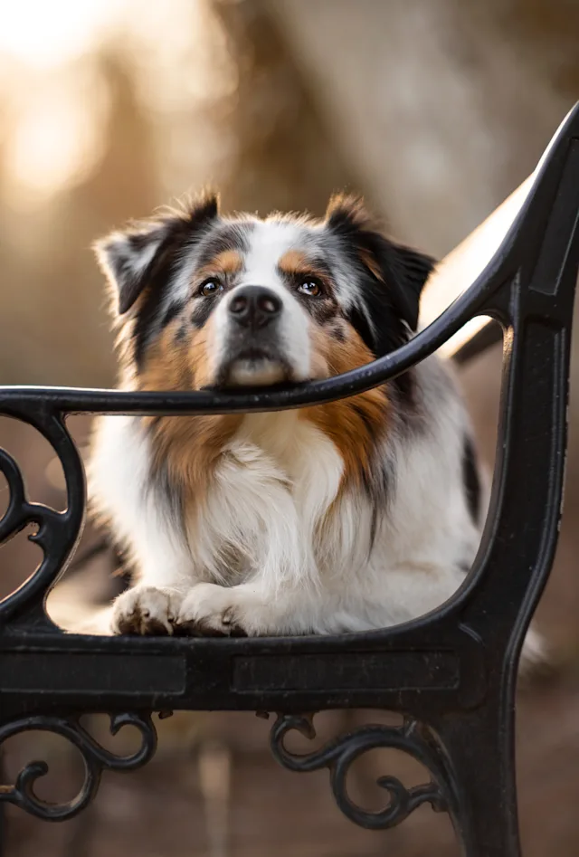 Jax bænk – hundefoto fra Hundefotografi i Nordsjælland