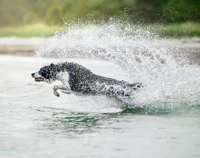 Simba sommer – hundefoto fra Hundefotografi i Nordsjælland
