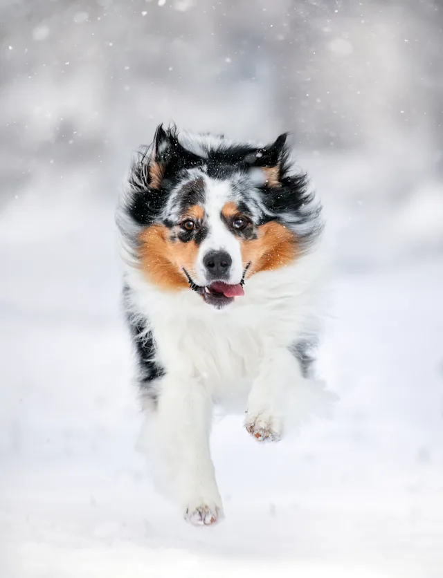 Jax – hundefoto fra Hundefotografi i Nordsjælland