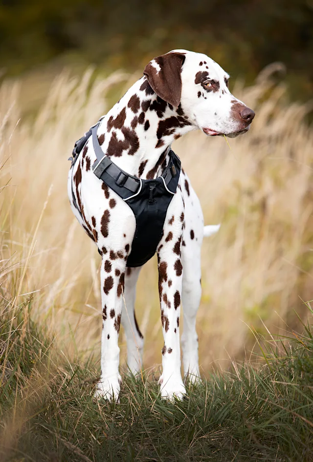 Billy – hundefoto fra Hundefotografi i Nordsjælland