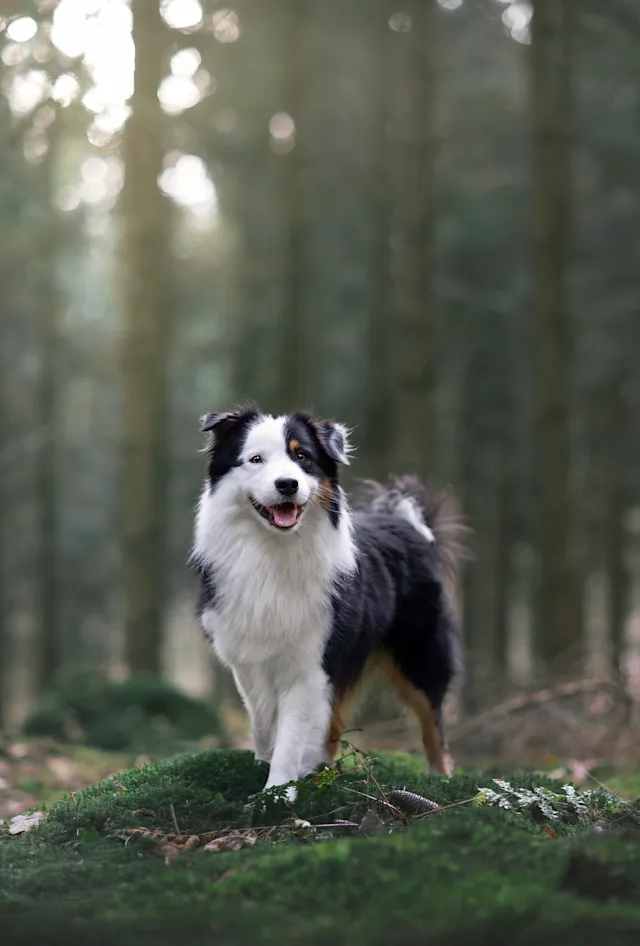 Cooper – hundefoto fra Hundefotografi i Nordsjælland