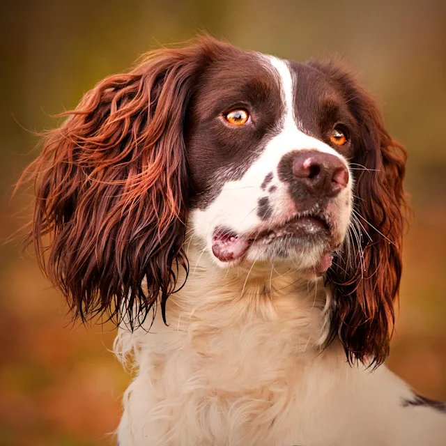 Woody – hundefoto fra Hundefotografi i Nordsjælland