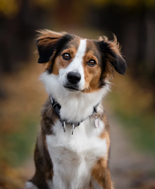 Ellie – hundefoto fra Hundefotografi i Nordsjælland