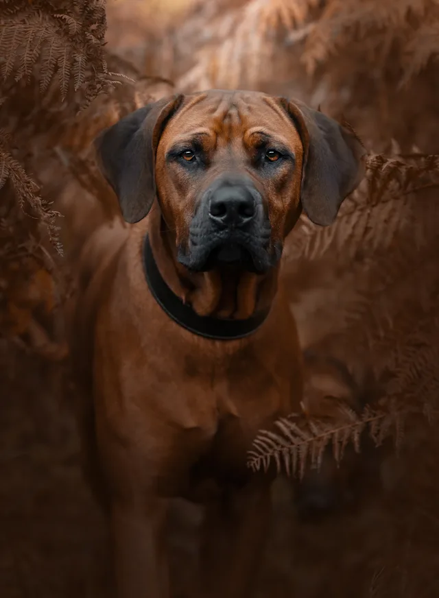 Midas – hundefoto fra Hundefotografi i Nordsjælland