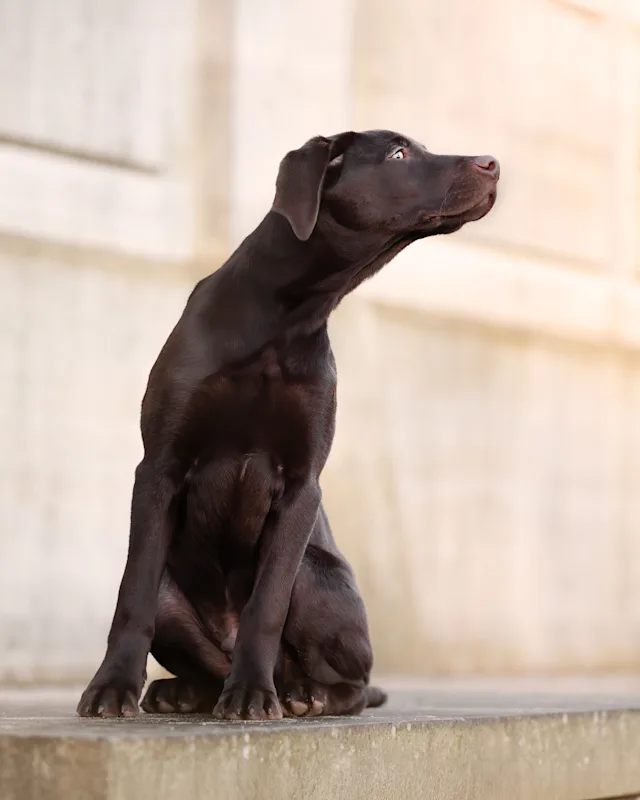 Bjoern – hundefoto fra Hundefotografi i Nordsjælland