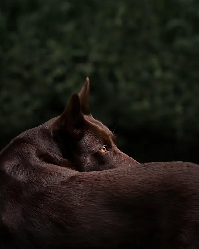 Pele – hundefoto fra Hundefotografi i Nordsjælland