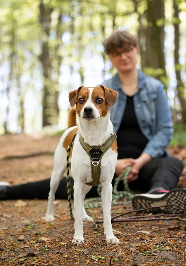 Albus – hundefoto fra Hundefotografi i Nordsjælland