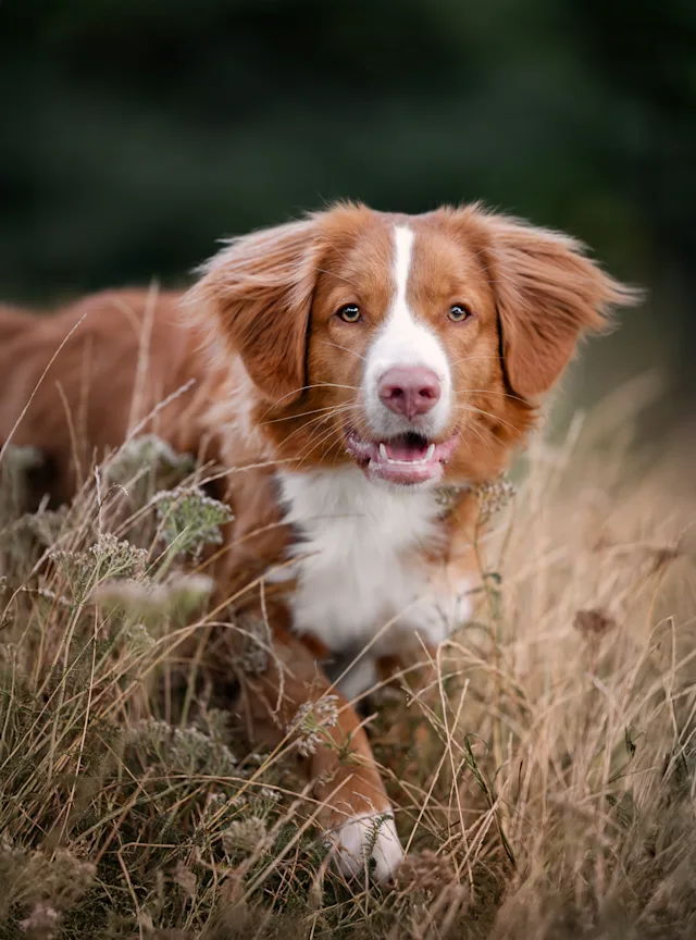 Pete – hundefoto fra Hundefotografi i Nordsjælland