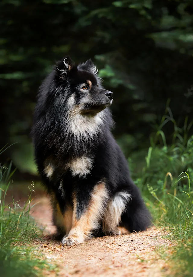 Otto – hundefoto fra Hundefotografi i Nordsjælland