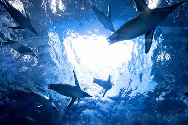 Shimonoseki City Aquarium Kaikyokan