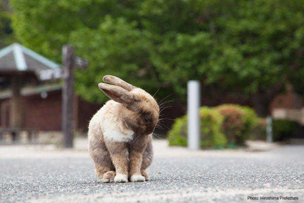 L'île des lapins d'Okunoshima