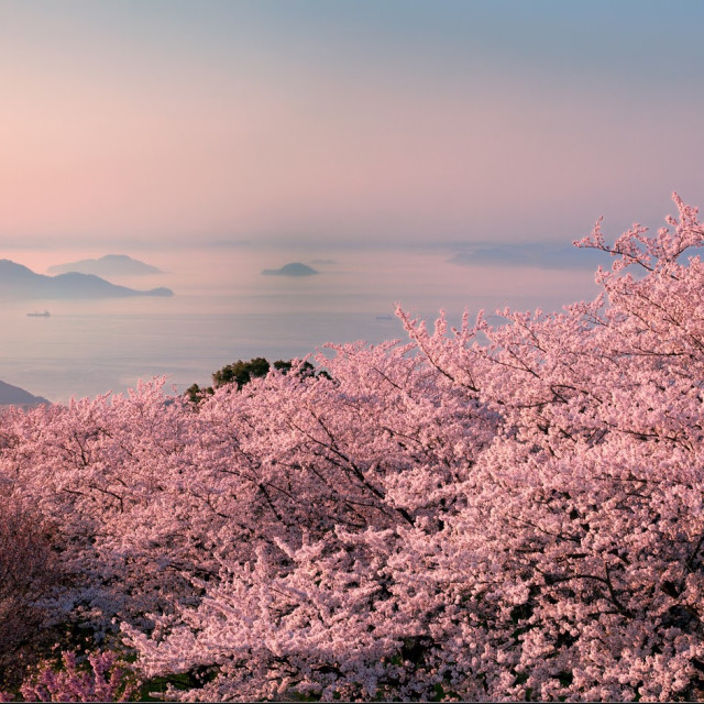 Top 3 spots to visit during Cherry Blossom Season in Setouchi