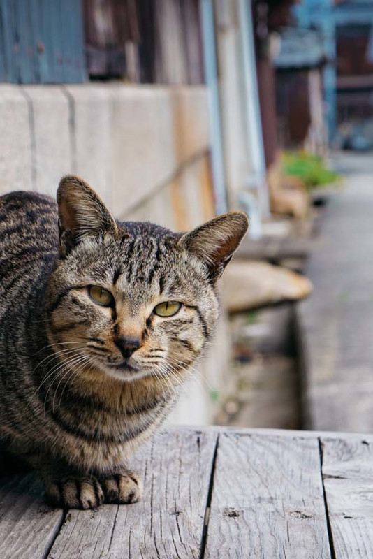 Séjour au calme sur une des îles aux chats du Japon : Manabeshima