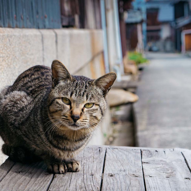 A Quiet Stay on one of Japan’s Cat Islands: Manabeshima
